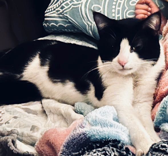 Lost Cat in Portland, Maine — listing photo
