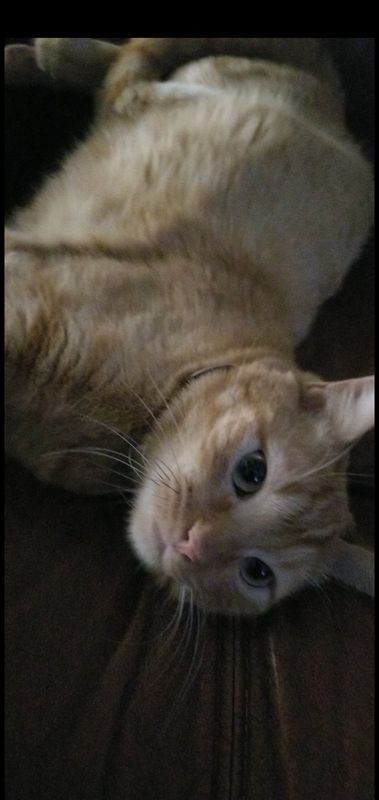Lost Cat in El Paso, Texas — listing photo