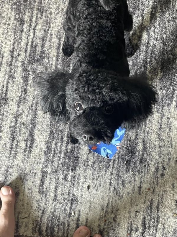 Lost Dog in San Diego, California — listing photo