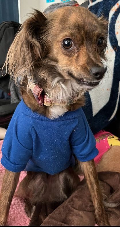 Lost Dog in Phoenix, Arizona — listing photo