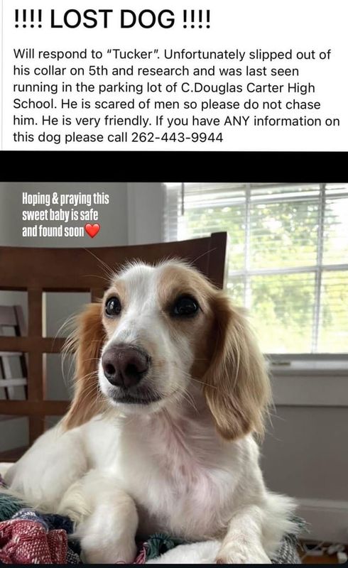 Lost Dog in Winston-Salem, North Carolina — listing photo