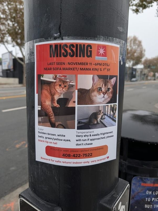 Lost Cat in San Jose, California — Keep an eye out for this cat