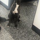 Lost Dog in Philadelphia, Pennsylvania — listing photo