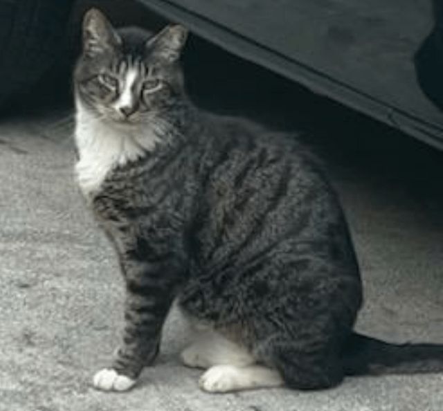 Lost Cat in Atlanta, Georgia — listing photo