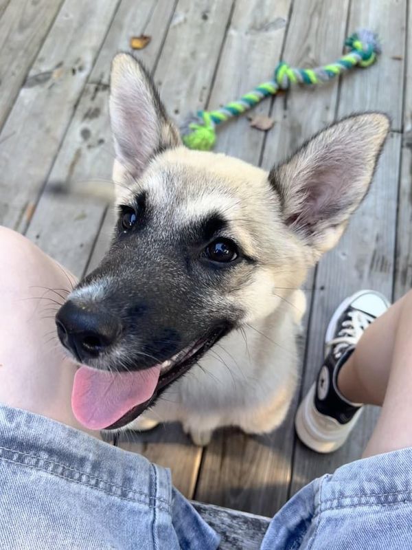 Lost Dog in Rescue — listing photo