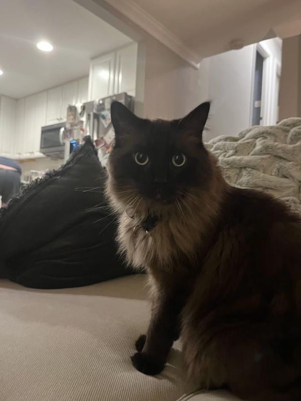 Lost Cat in Charlotte, North Carolina — listing photo