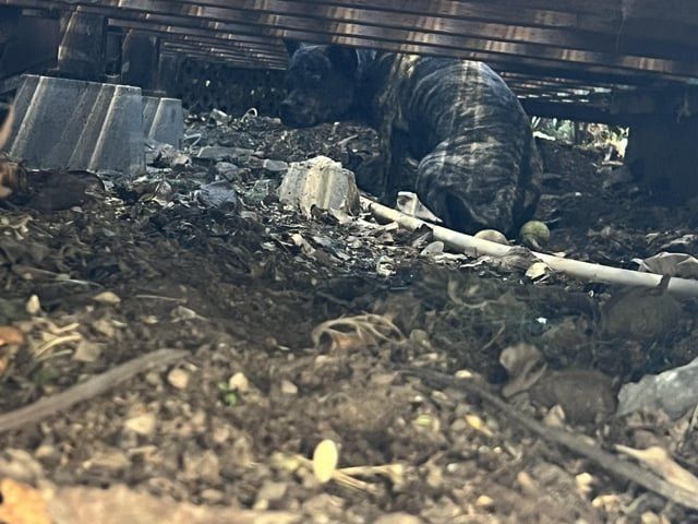 Lost Dog in San Jose, California — listing photo