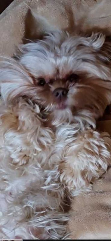 Lost Dog in Alamosa — listing photo