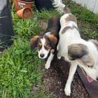 Found Dog in San Diego, California — listing photo