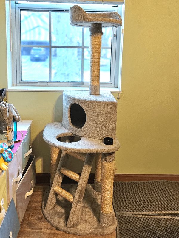 Lost Cat in Indianapolis, Indiana — Free old cat tree + toys!