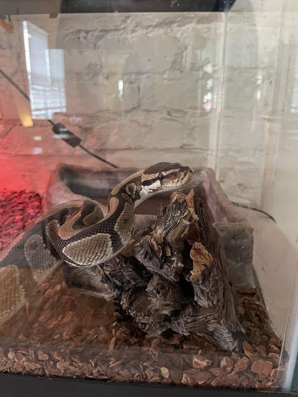 Found Dog in New Orleans, Louisiana — Trying to help rehome a beautiful ball python. Any experienced reptile enthusiasts in the…
