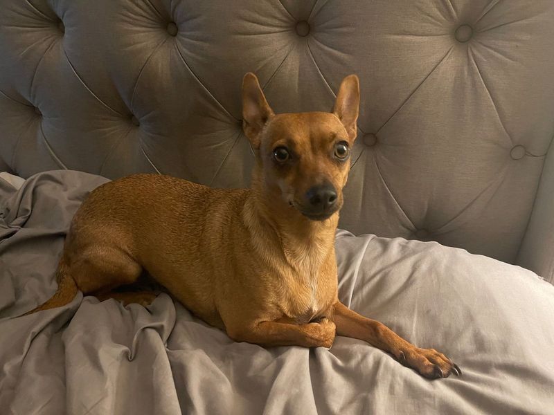 Lost Dog in Lakeside — listing photo