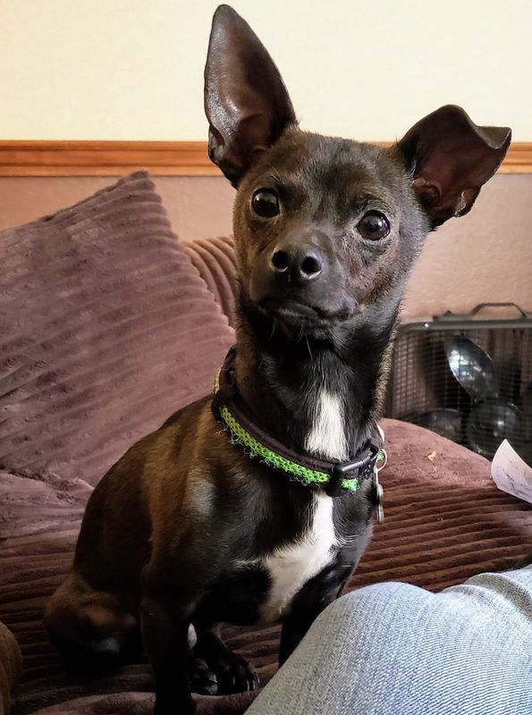 Lost Dog in Silver City — listing photo