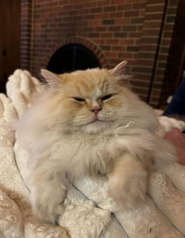 Lost Cat in Seattle, Washington — listing photo