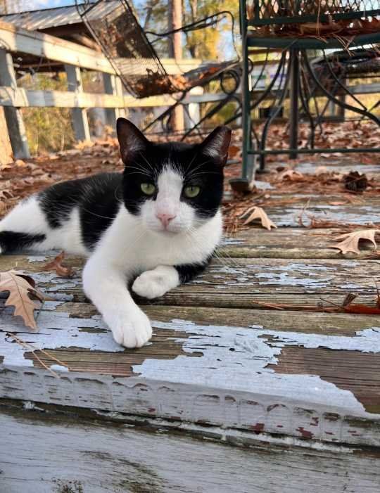 Lost Cat in TX 77388 — listing photo