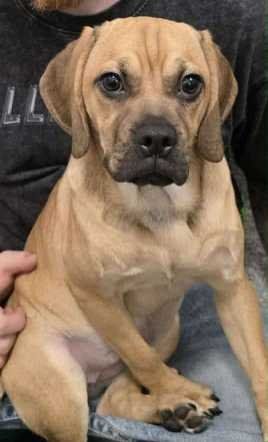 Lost Dog in Tucson, Arizona — listing photo