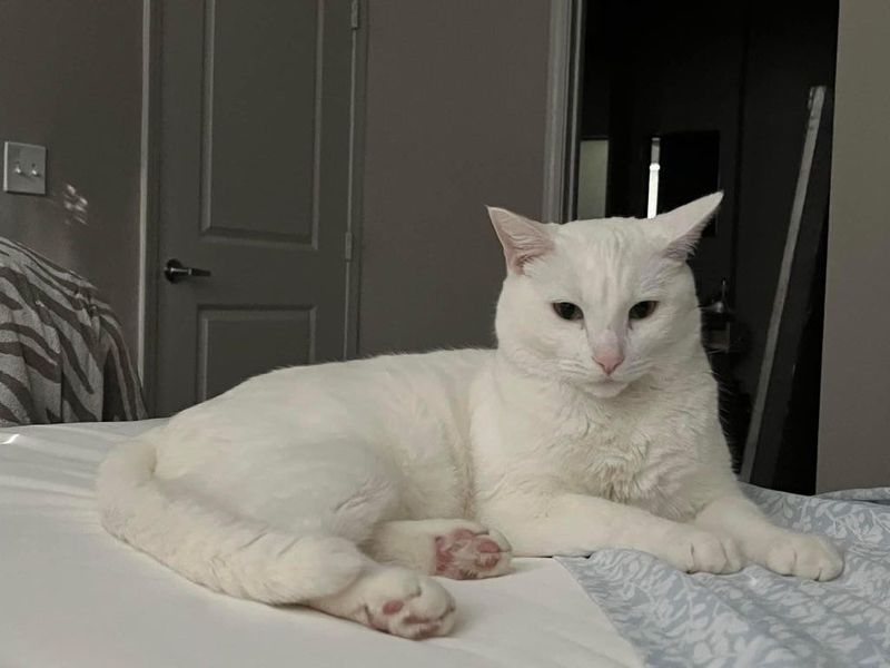 Lost Cat in Land O' Lakes — listing photo
