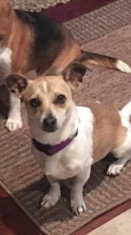 Lost Dog in North Las Vegas, Nevada — listing photo