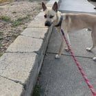 Found Dog in Reno, Nevada — listing photo