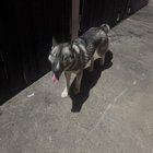 Lost Dog in Oklahoma City, Oklahoma — listing photo