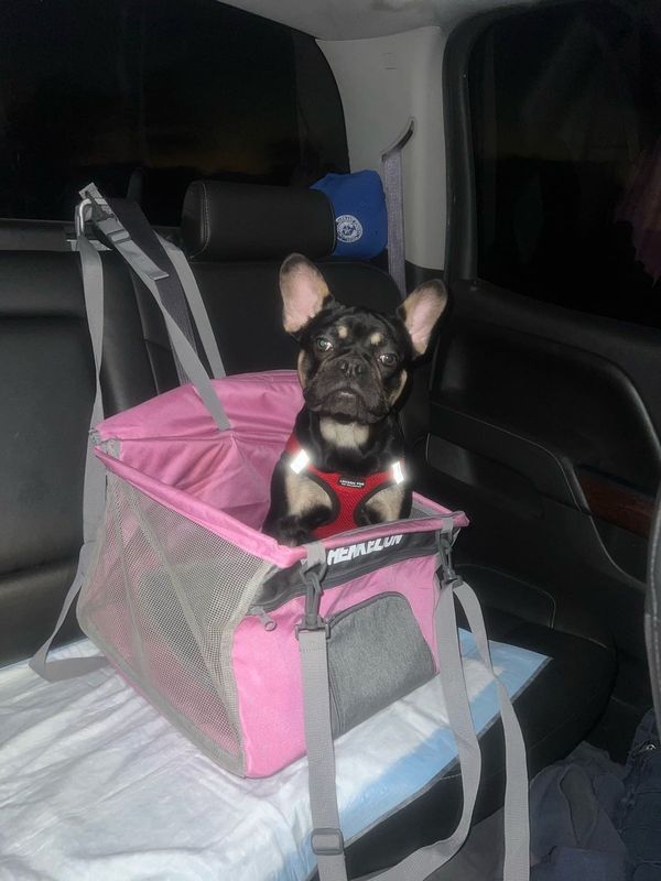 Lost Dog in Fort Worth, Texas — listing photo