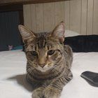 Lost Cat in Euclid, Ohio — listing photo