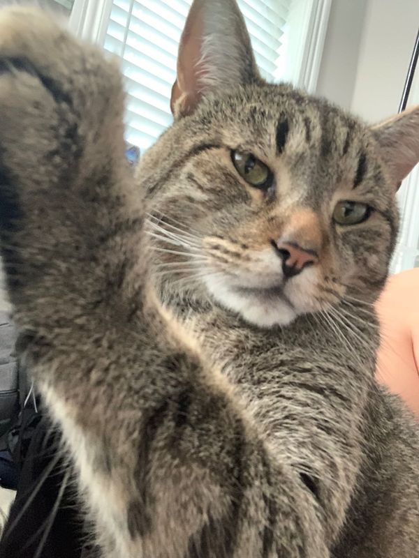 Lost Cat in Richland, Washington — listing photo