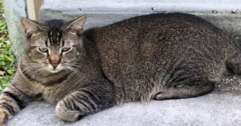 Pet alert in Jacksonville, Florida — Cat dumping places?