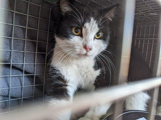 Lost Cat in Denver, Colorado — Socks, the beloved 'Coors Field Cat,' is missing