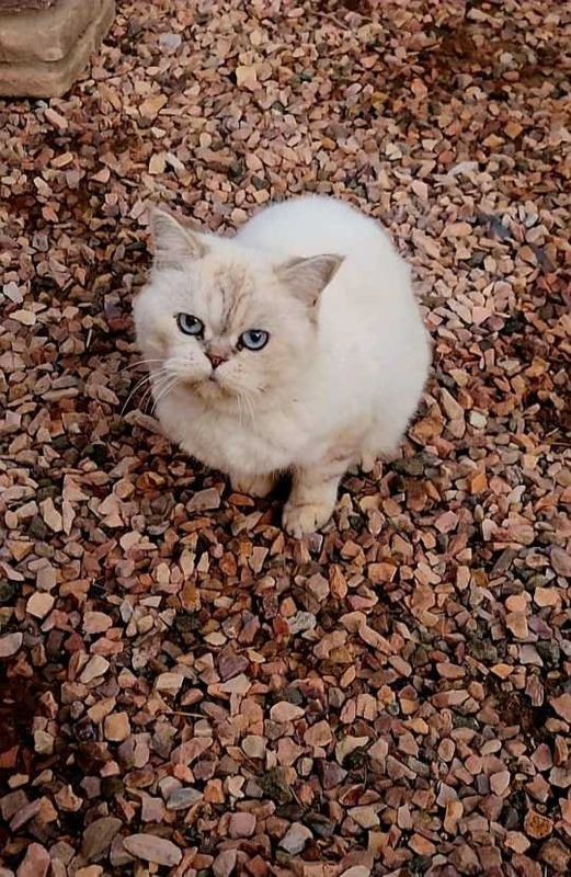 Found Cat in San Tan Valley — listing photo
