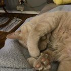 Lost Cat in Glenview, Illinois — listing photo