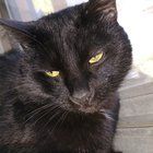 Lost Cat in Louisville, Kentucky — listing photo