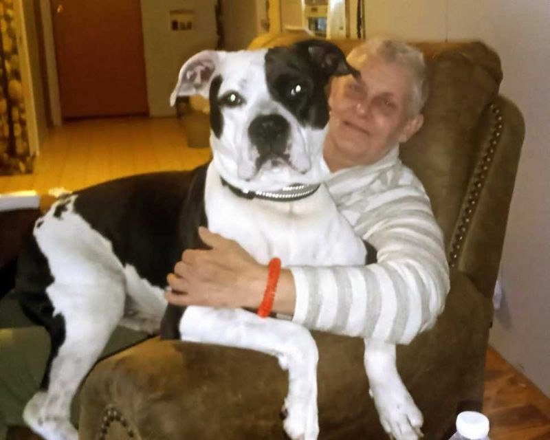 Lost Dog in Bristol, Connecticut — listing photo