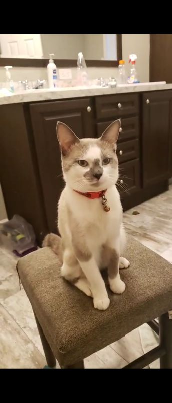 Lost Cat in Statesville — listing photo