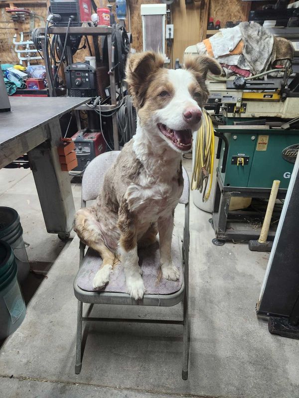 Lost Dog in Tonopah — listing photo