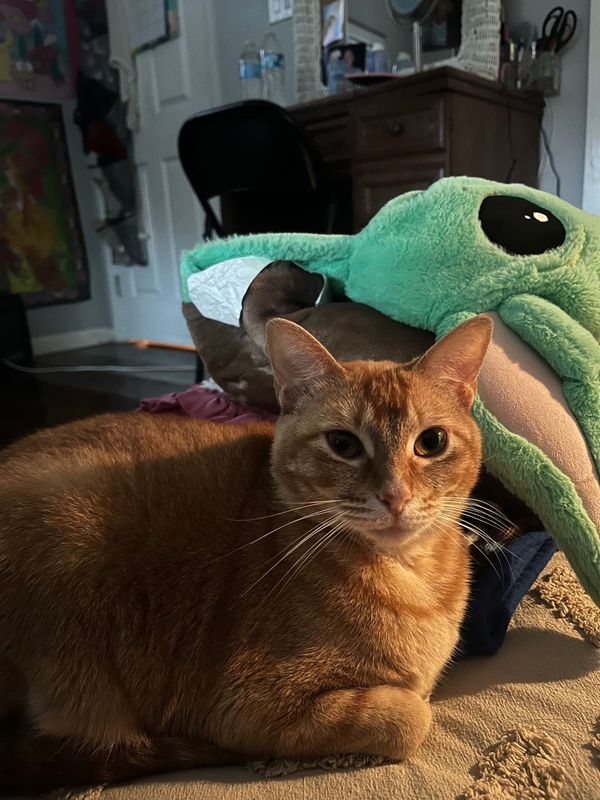 Lost Cat in Rowlett, Texas — listing photo