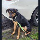 Lost Dog in Seattle, Washington — listing photo