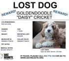Lost Dog in Denver, Colorado — listing photo