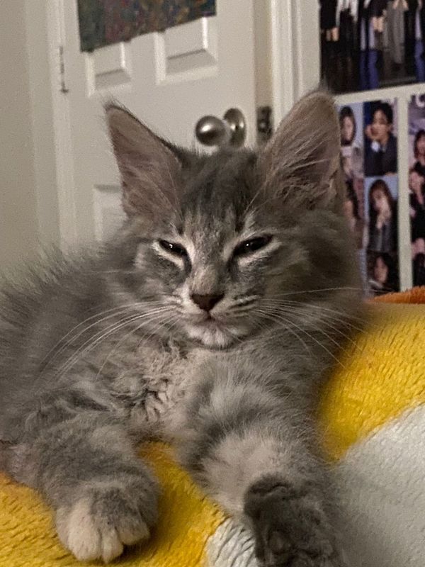 Lost Cat in San Antonio, Texas — listing photo
