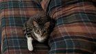 Lost Cat in Indianapolis, Indiana — Please help our family find our missing Kitty