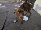 Lost Dog in Baltimore, Maryland — listing photo