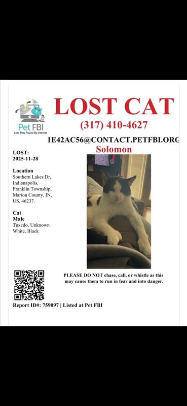 Lost Cat in Indianapolis, Indiana — listing photo