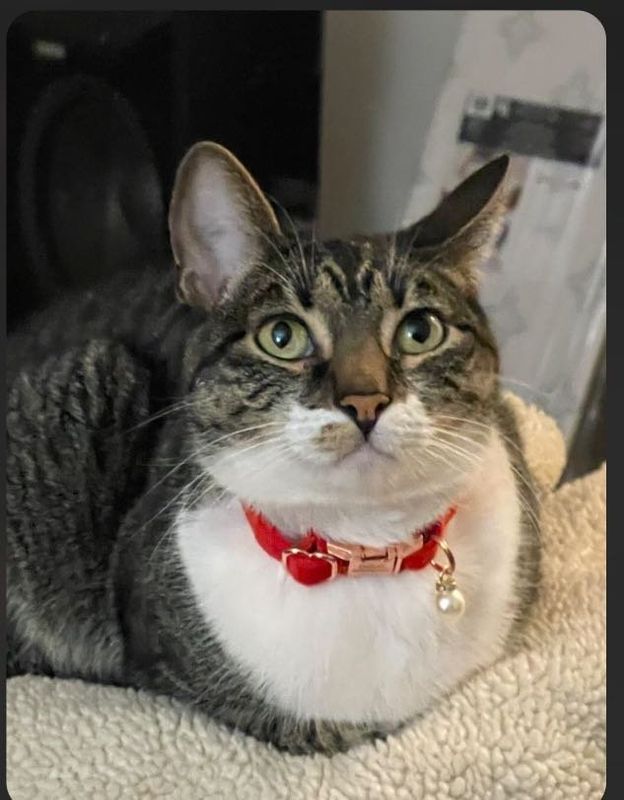 Lost Cat in Pinon Hills — listing photo