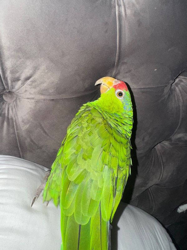 Lost Pet in CA 92807 United States — listing photo