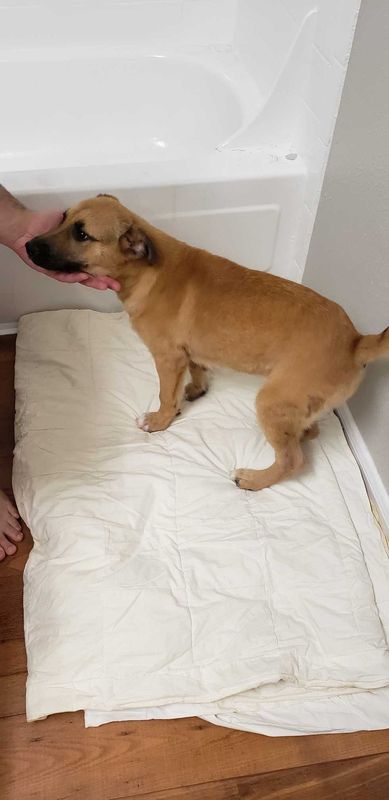 Found Dog in Houston, Texas — listing photo