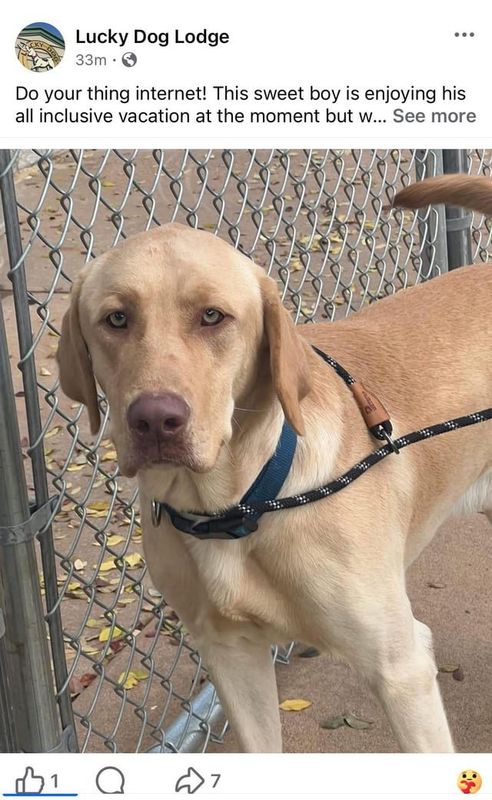 Lost Dog in Oklahoma City, Oklahoma — listing photo