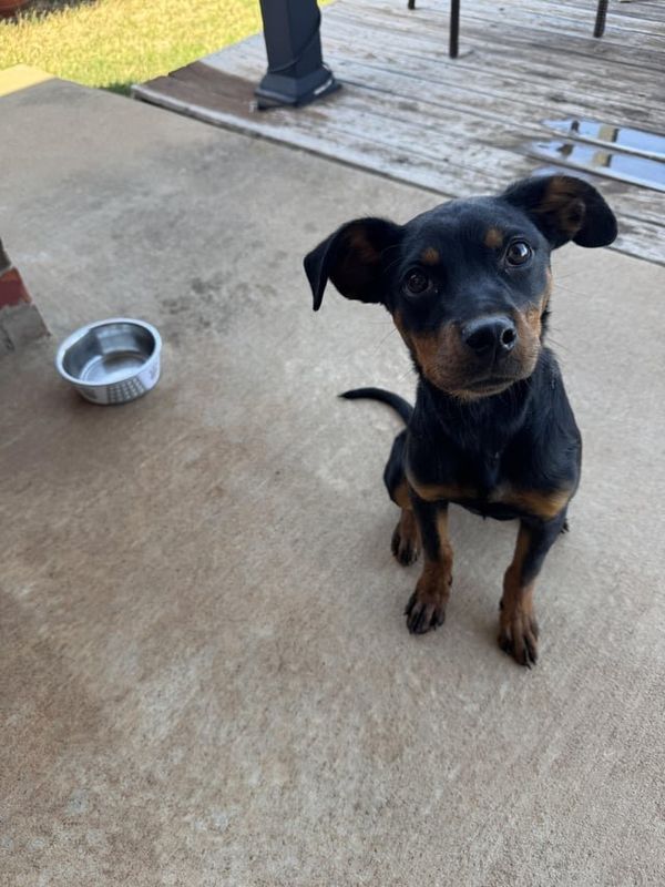 Found Dog in Oklahoma City, Oklahoma — Female dog found in Heritage Oaks Neighborhood