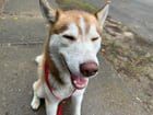 Found Dog in Memphis, Tennessee — Anyone able to take a stray?