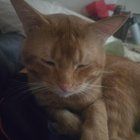 Lost Cat in Lane — listing photo