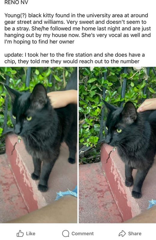 Lost Cat in Reno, Nevada — listing photo